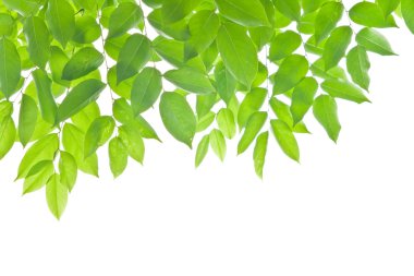 beyaz arkaplanda yeşil yapraklar