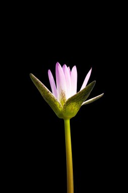 Güzel mor su lilly siyah arka plan üzerine