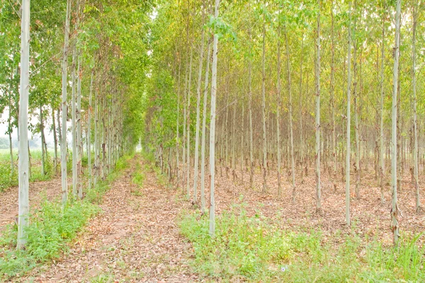 Hutan Eucalyptus di Thailand, pabrik untuk industri kertas — Stok Foto