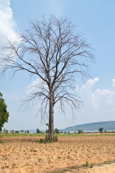 Morto Big Tree in fattoria e sfondo Blue Sky — Foto Stock