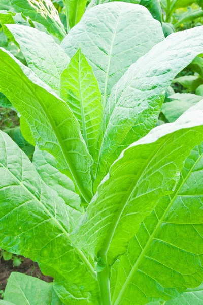 Hojas de tabaco en una planta, Noreste, Tailandia —  Fotos de Stock