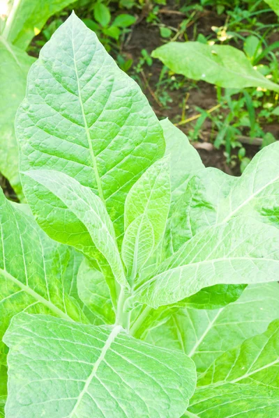 Foglie di tabacco in una pianta, Nord Est, Thailandia — Foto Stock