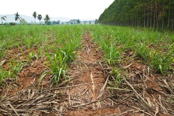 Young sugarcane — Stock Photo, Image