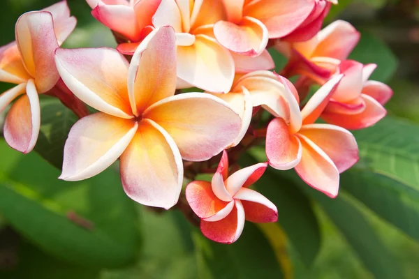 Plumeria flowers — Stock Photo, Image