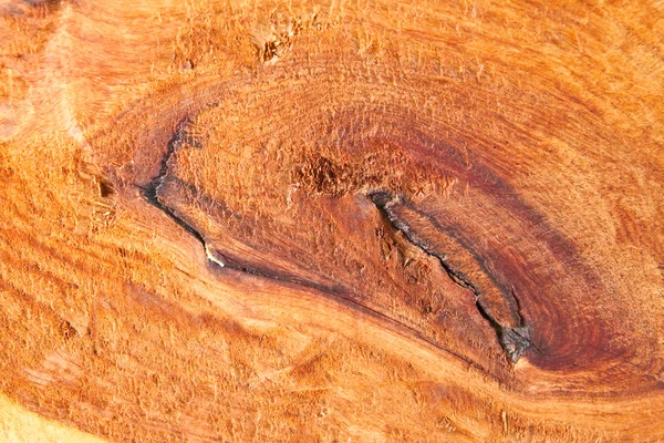 Holzstruktur aus tropischem Baum — Stockfoto