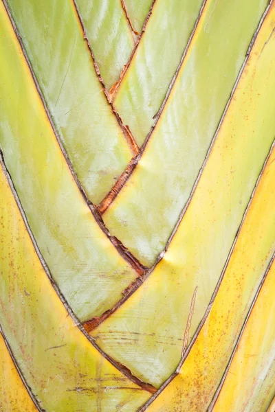 Textura del árbol del viajero o abanico de plátano — Foto de Stock