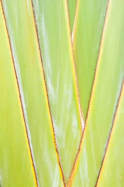 Textura del árbol del viajero o abanico de plátano — Foto de Stock