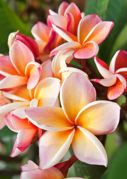 Plumeria flowers — Stock Photo, Image