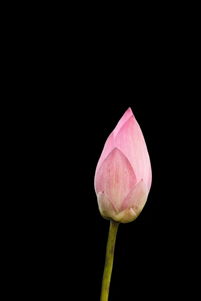 Pink Lotus isolate on black background — Stock Photo, Image