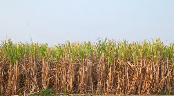 Plant van suikerriet en blauwe hemel, Noordoost, thailand — Stockfoto