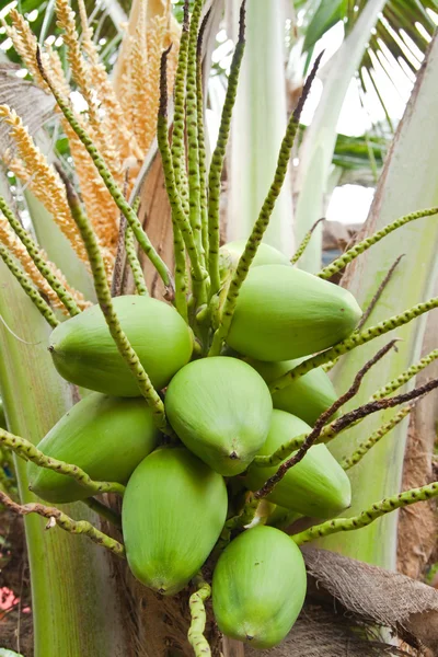 Kokosnoot boom — Stockfoto