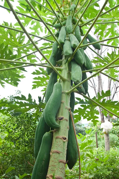 Papaias verdes na árvore — Fotografia de Stock