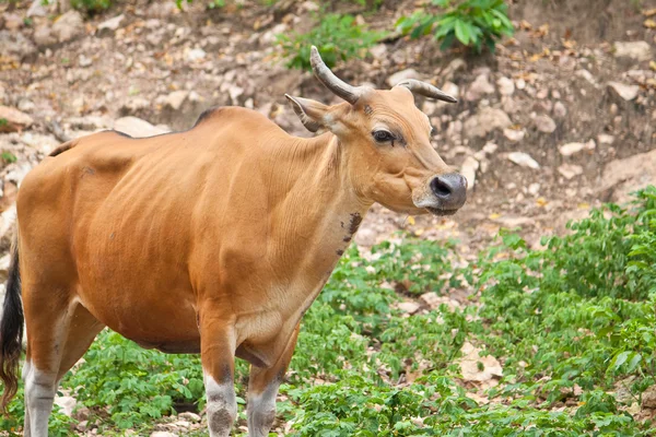 Ganado silvestre — Foto de Stock