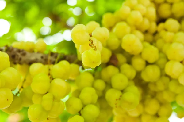 Fruits tropicaux, thaïlandais nom de fruit natif en thaï est "Ma Yom " — Photo