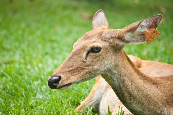 Beautiful deer on green grass — Stock Photo, Image