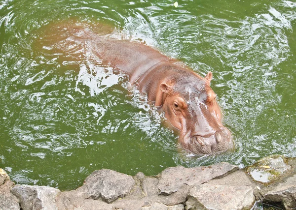 Hippopotames montrant énorme mâchoire et les dents — Photo