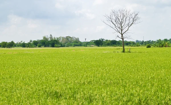 Albero morto tra campo risaia verde e sfondo cielo blu — Foto Stock