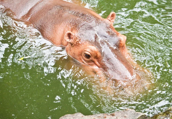 Nijlpaarden — Stockfoto