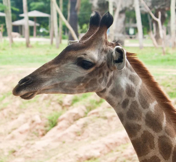 Giraffe — Stockfoto