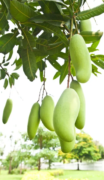 Groene mango met bladeren op boom — Stockfoto