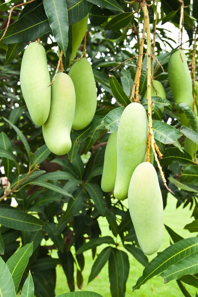 Zelené mango s listí na stromě — Stock fotografie