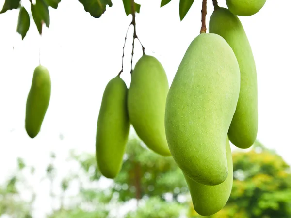 Mango verde con hojas en el árbol — Foto de Stock