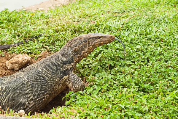 Reptil anfibio lagarto gigante, útil para biológico y zool —  Fotos de Stock