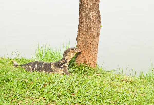 Reptil anfibio lagarto gigante, útil para biológico y zool —  Fotos de Stock