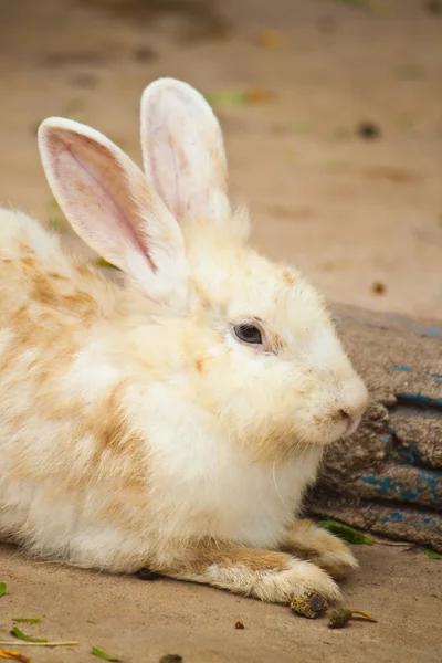 Lindo conejo —  Fotos de Stock