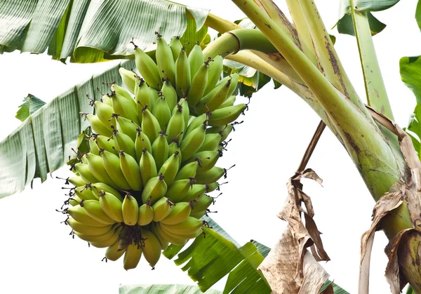 Gröna unga bananer på ett träd, thailand. — Stockfoto