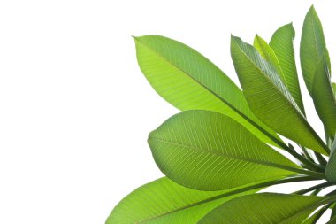 Plumeria yaprakları beyaz arkaplanda yalıtılmış.