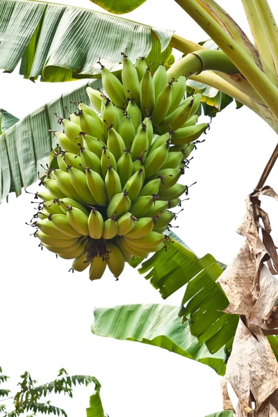 Gröna unga bananer på ett träd, thailand. — Stockfoto