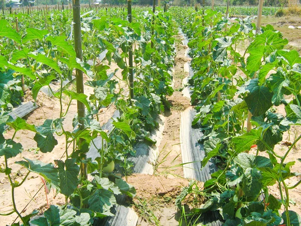 Planta de Cantaloupe, Nordeste, Tailândia — Fotografia de Stock