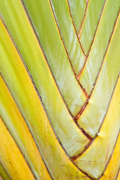 Textura del árbol del viajero o abanico de plátano — Foto de Stock