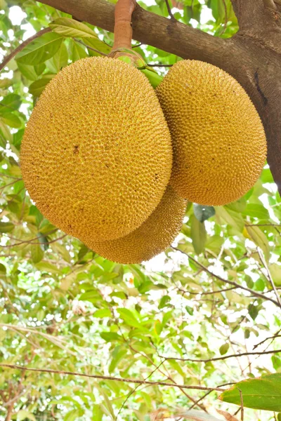 Nangka op boom — Stockfoto