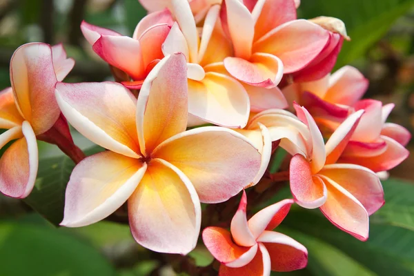 Plumeria flowers — Stock Photo, Image