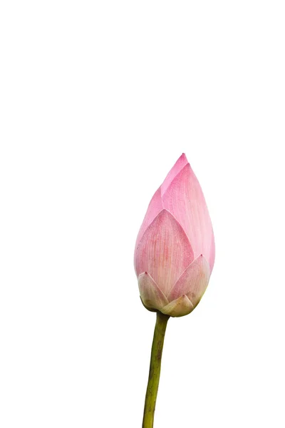 Loto rosa isolato su sfondo bianco — Foto Stock