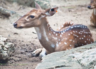Ciervos manchados de cerca