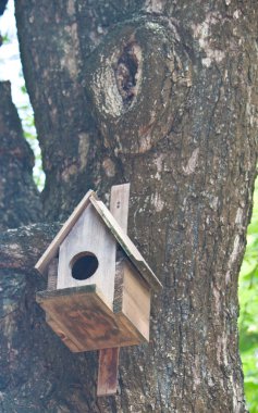 bir ağaçta kuş evi