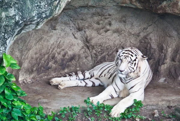 White tiger — Stock Photo, Image