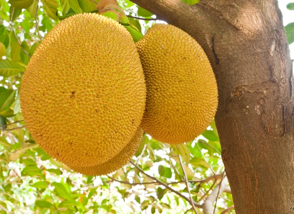 Jackfruit on tree — Stock Photo, Image