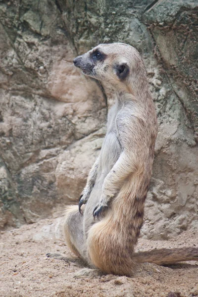 Meerkat. — Fotografia de Stock