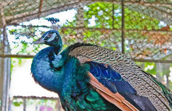 Peacock — Stock Photo, Image