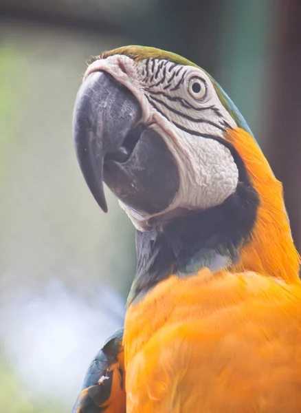 Um fecho de arara azul e amarelo — Fotografia de Stock