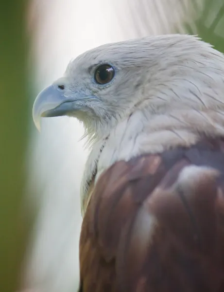 Brahminy Kite close-up — Fotografia de Stock