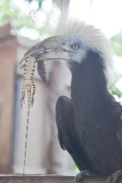 화이트 왕관 hornbill 피해자와 가까이 — 스톡 사진