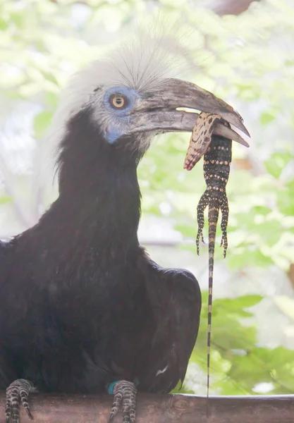 White Crowned hornbill with victim close up — Stock Photo, Image