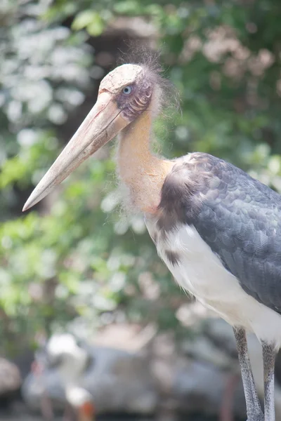 Hindu gólya (Mycteria leucocephala), vagy — Stock Fotó