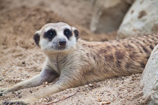 Meerkat. — Fotografia de Stock