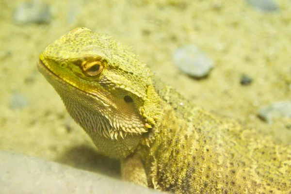 Un dragón barbudo (pogona vitticeps ) — Foto de Stock